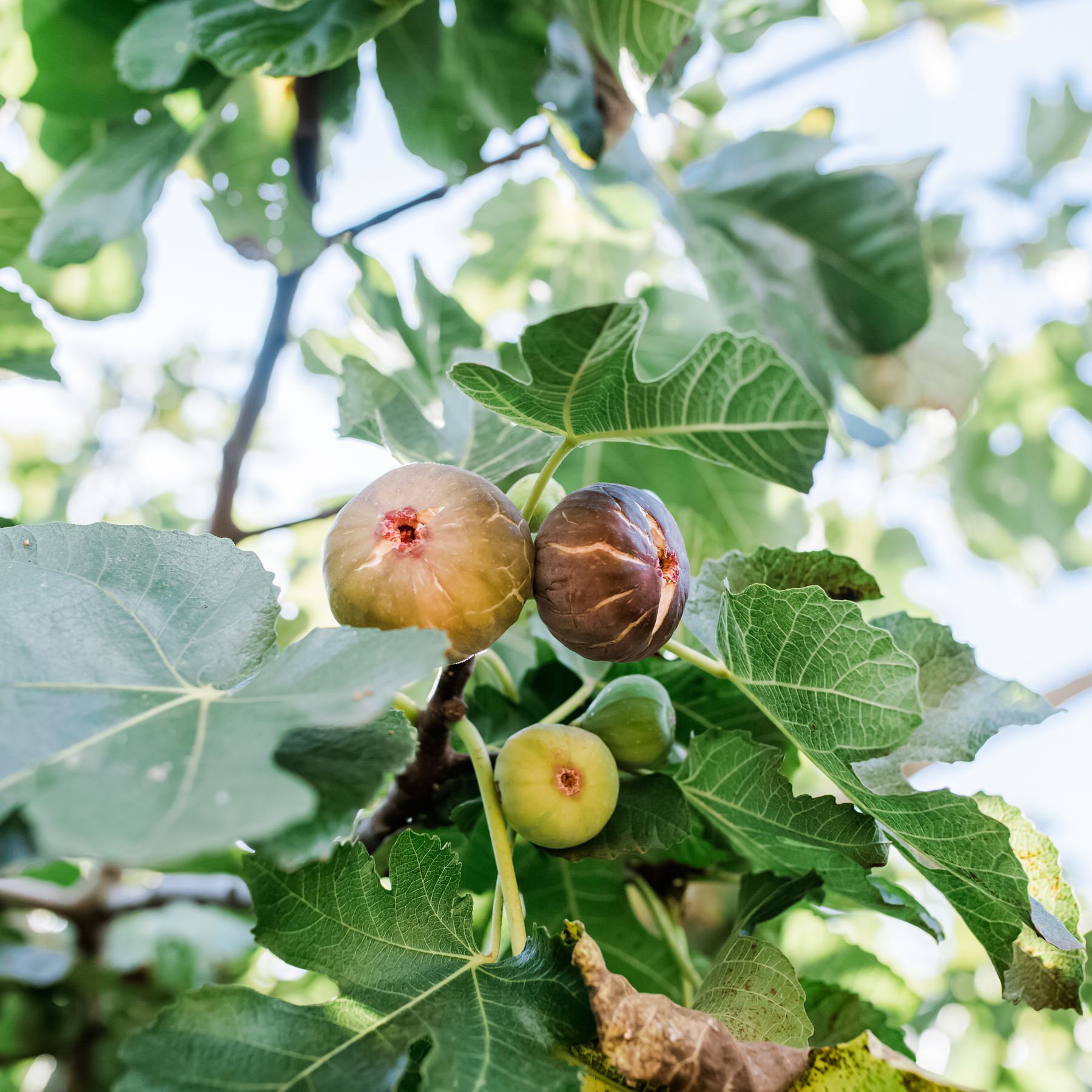 How Cold Is Too Cold For a Fig Tree?