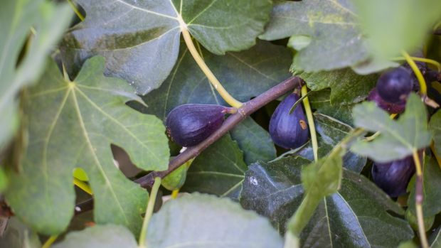 6 Best Fig Tree For New York