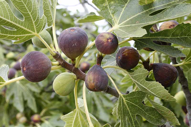7 Best Fig Tree For Pennsylvania