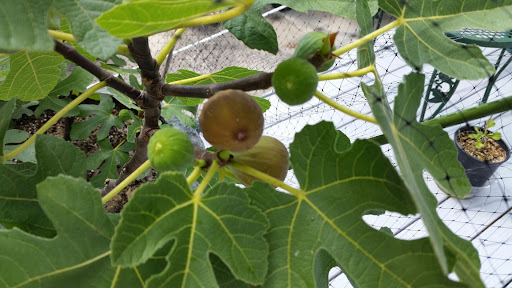 Best 5 Fig Tree For Tennessee
