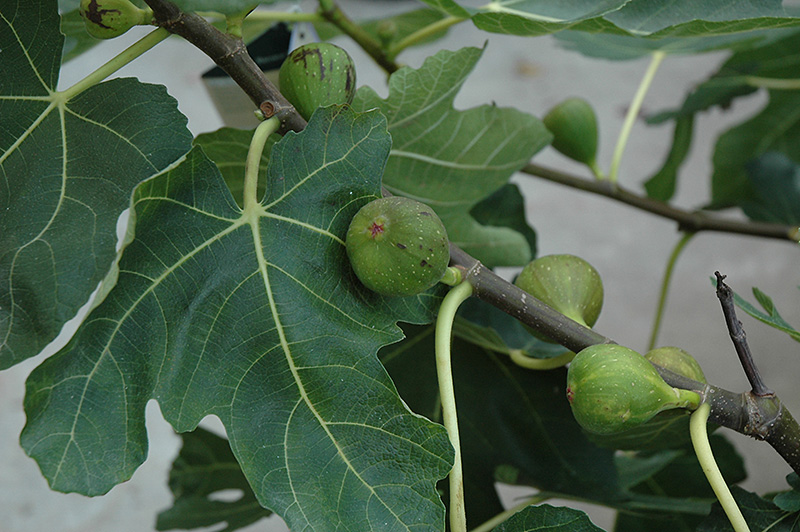7 Best Fig Tree For Vancouver