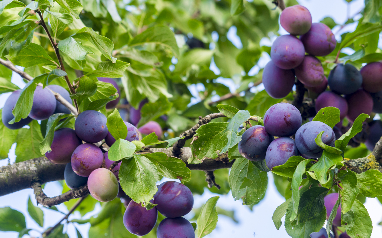 Best 6 Plum Tree For New Jersey