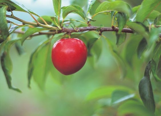 6 Best Plum Tree For Tennessee