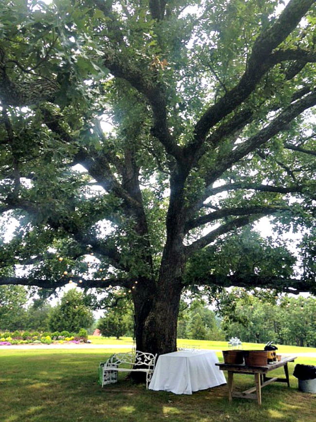 Best 7 Shade Trees For Arkansas