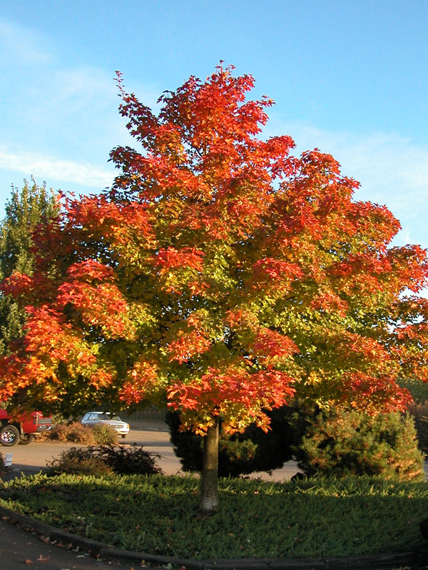 Best 6 Shade Trees For Boise Idaho