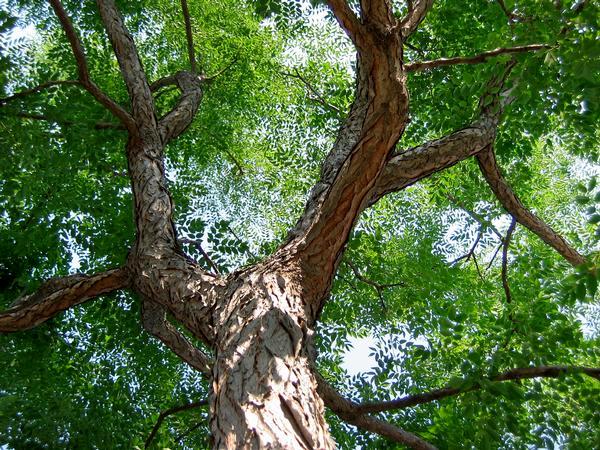 6 Best Shade Trees For Colorado