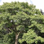 Best Shade Trees For Connecticut