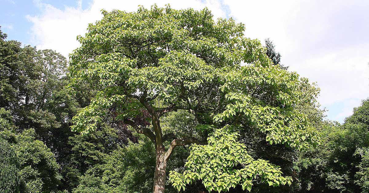 7 Best Shade Trees For Connecticut