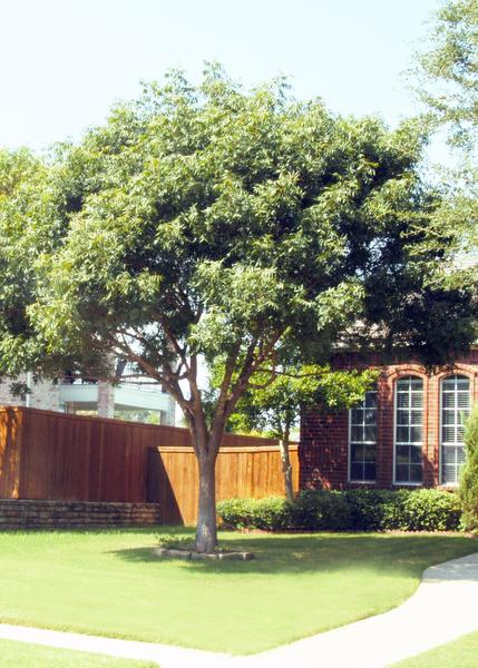 5 Best Shade Trees For Dallas Texas