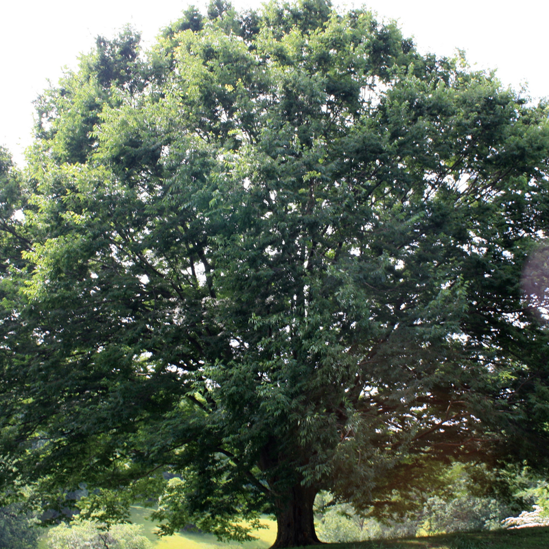 6 Best Shade Trees For Delaware