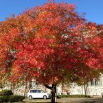 Best Shade Trees For Fresno