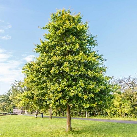 7 Best Shade Trees For Georgia