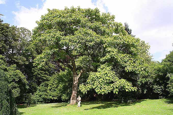 6 Best Shade Trees For Indiana