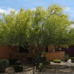 Best Shade Trees For Las Vegas
