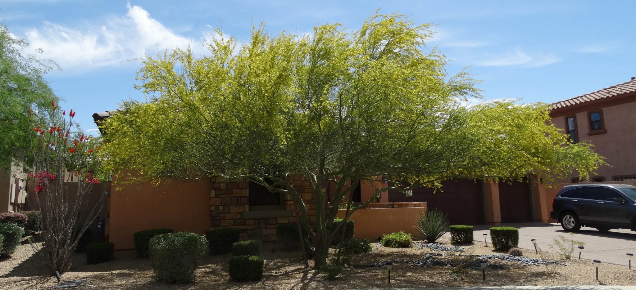 5 Best Shade Trees For Las Vegas