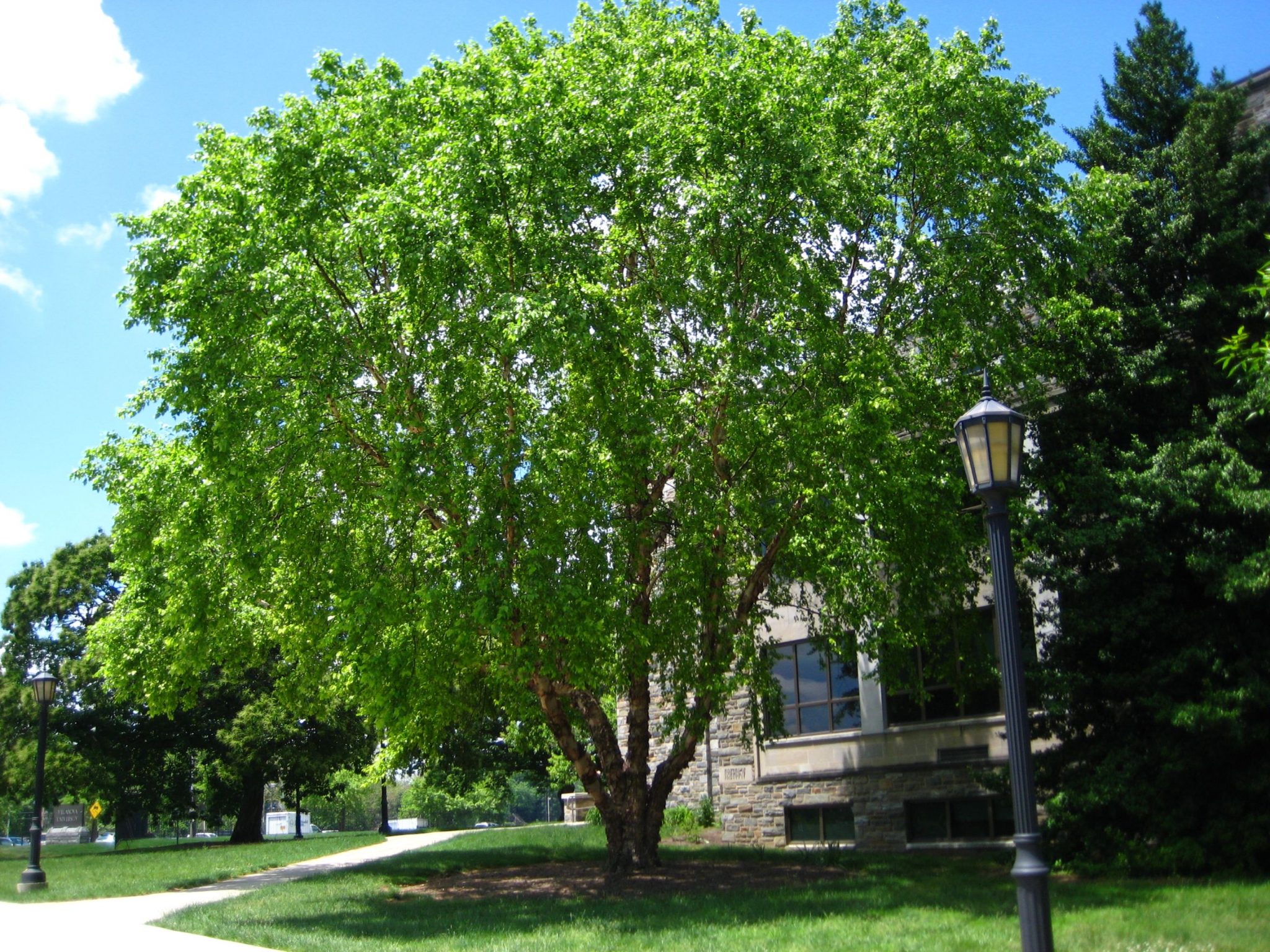 6 Best Shade Trees For Mississippi