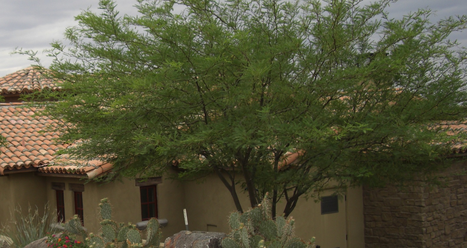 Best 5 Shade Trees For Phoenix