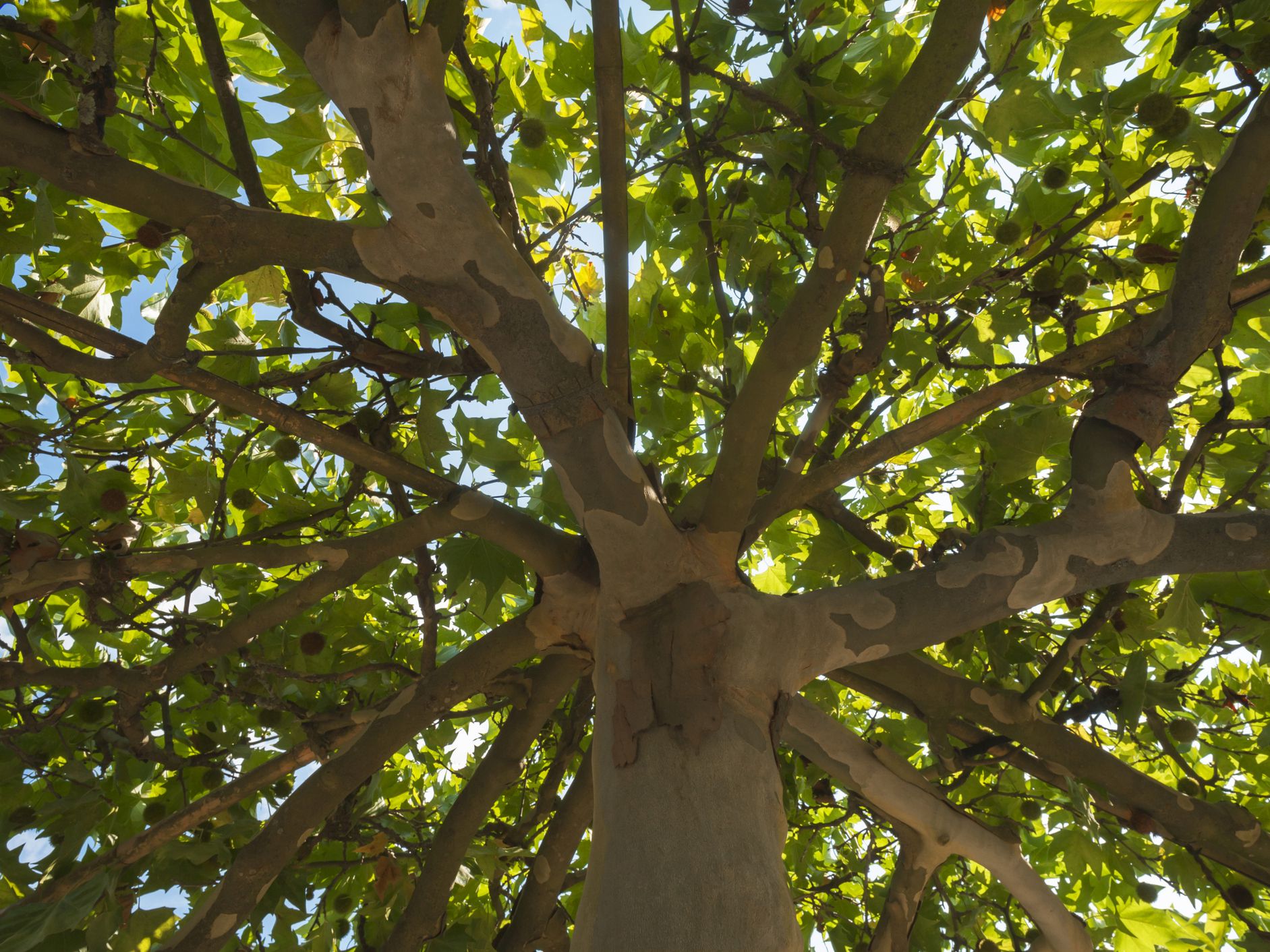 5 Best Shade Trees For Sacramento