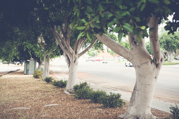 Best 7 Shade Trees For San Diego