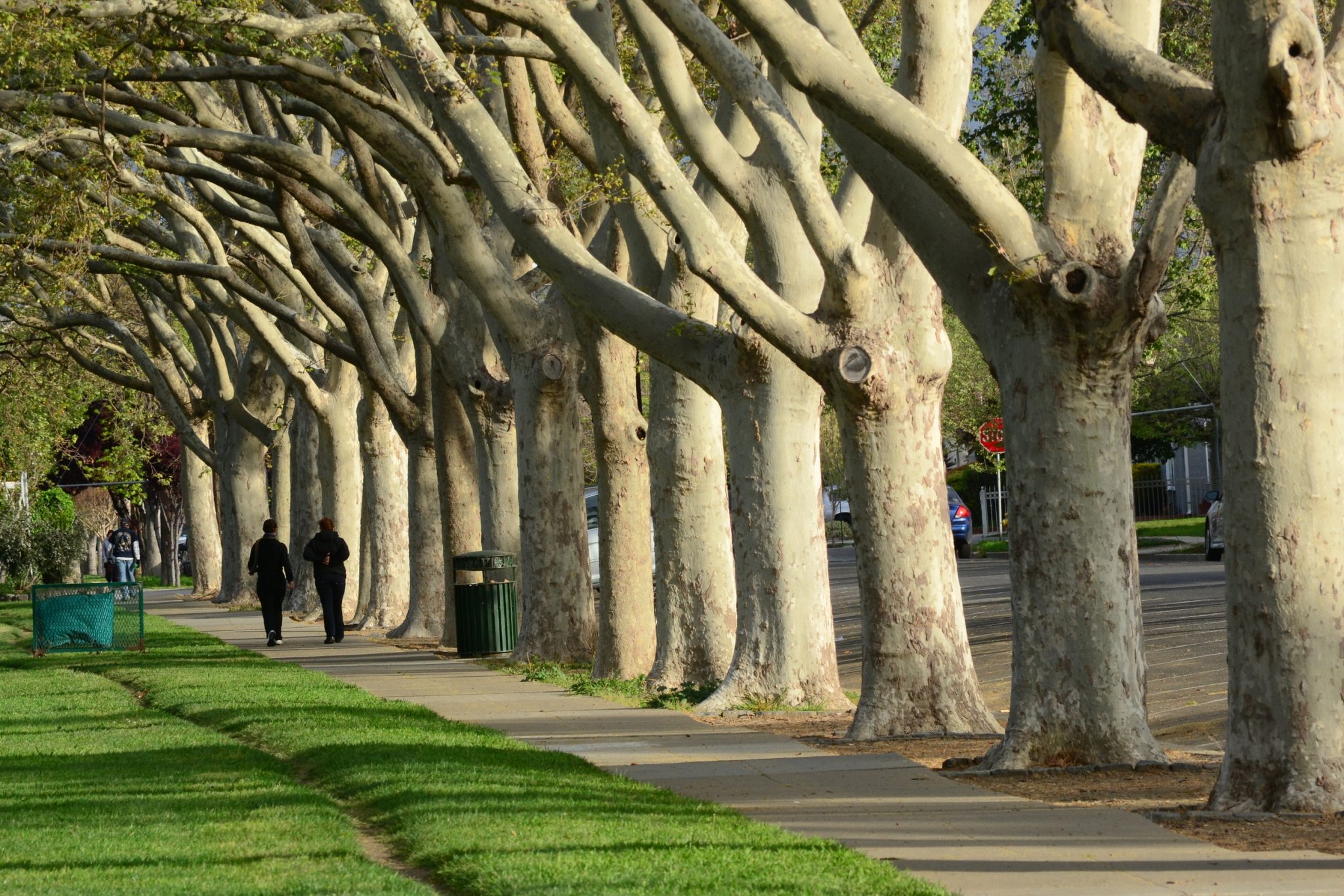 Best 7 Shade Trees For San Jose