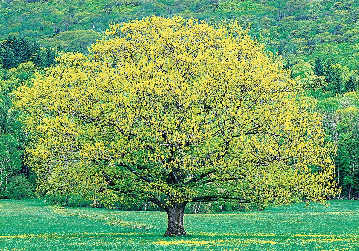 Best 7 Shade Trees For Southern Northern & Central California