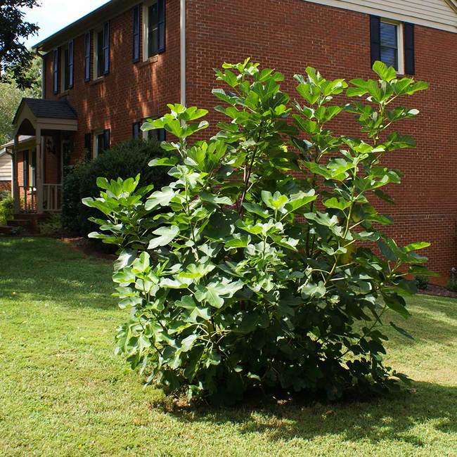 Can a Fig tree be Espaliered?