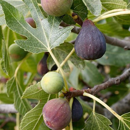 Is fig tree deer resistant?