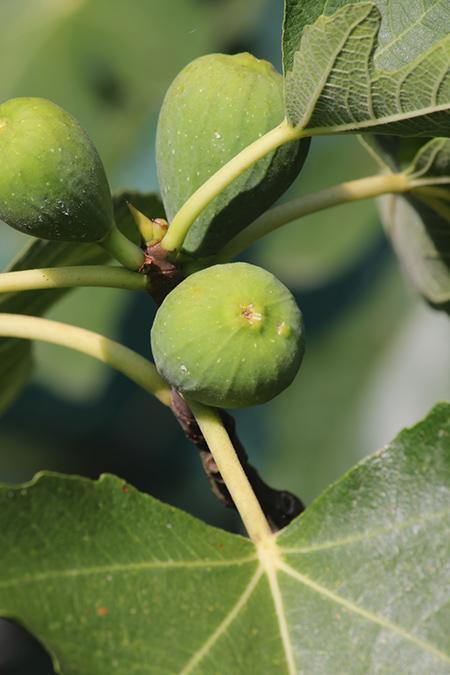 Is Fig Tree Wood Good For Anything?