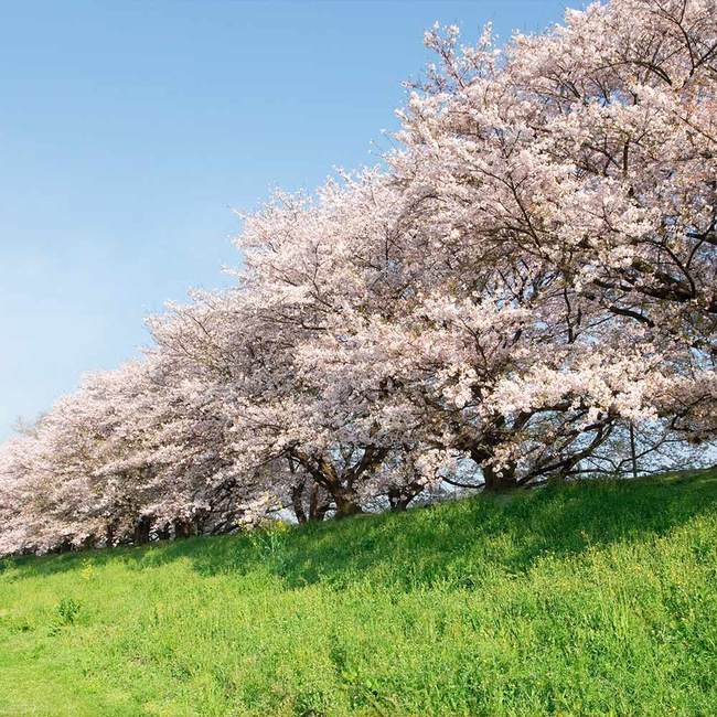 Can You Eat Cherries From a Japanese Cherry Tree?