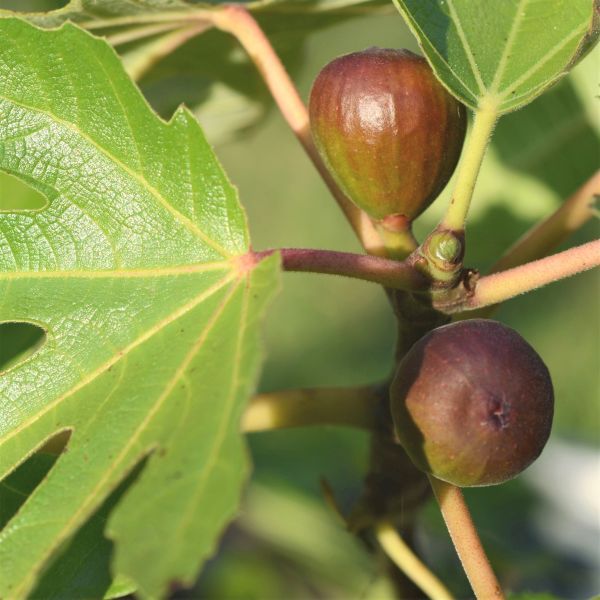 Can You Cook With Fig Tree Wood?