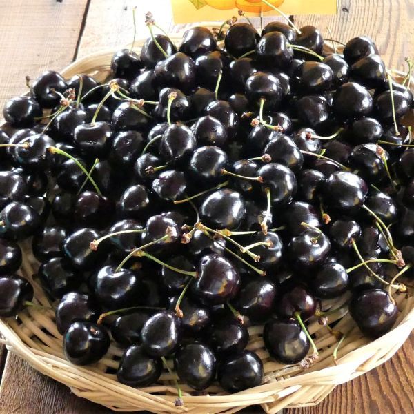 Can You Eat Cherries From a Black Cherry Tree?