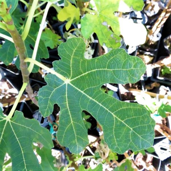 Why Do Fig Tree Turn White?