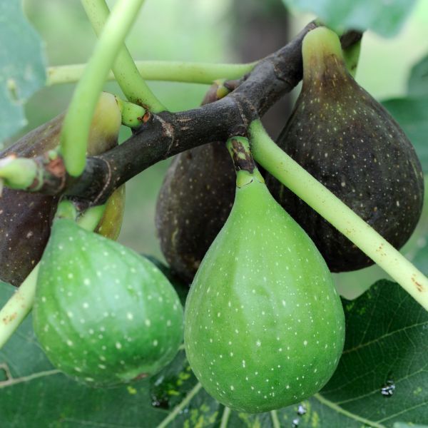 Can You Move a Fig Tree?