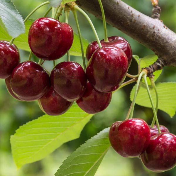Do Cherry Trees Need a Lot of Water?
