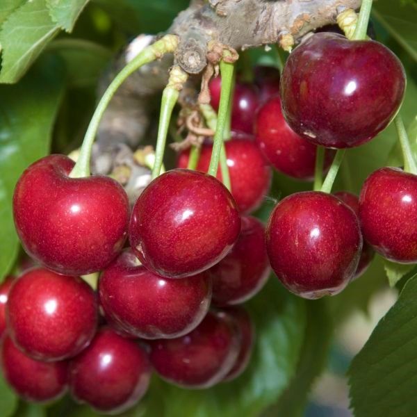 Can You Eat Cherries From a Weeping Cherry Tree?