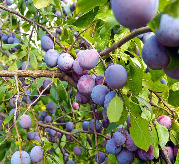 How Old Does A Plum Tree Have To Be To Produce Fruit?