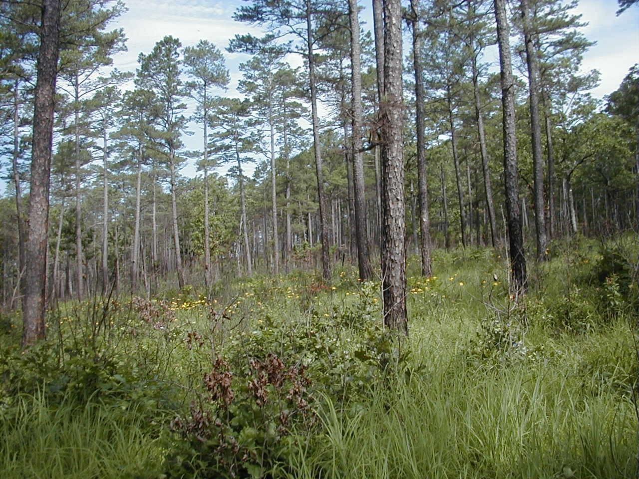 7 Best Pine Trees For Arkansas