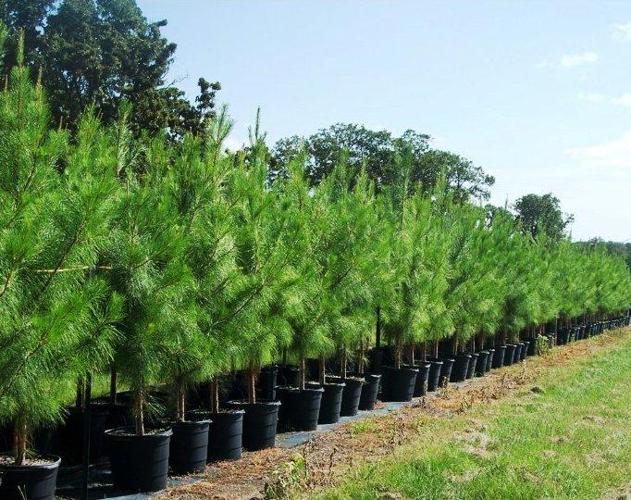 7 Best Pine Trees For Austin TX