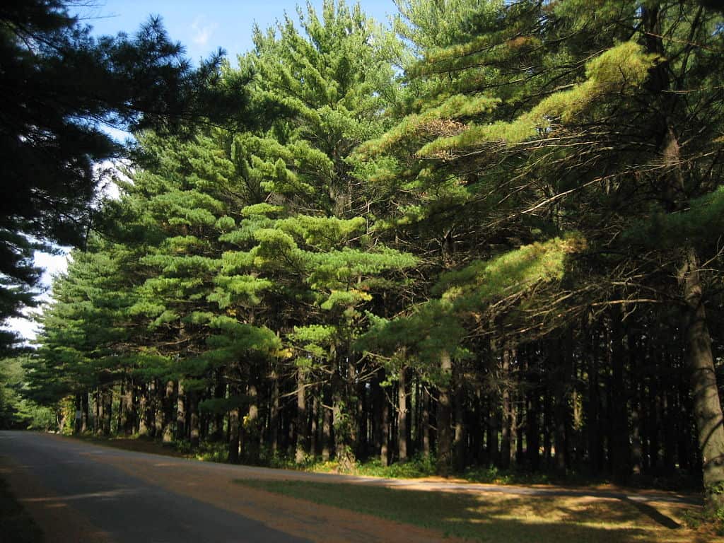 Best 5 Pine Trees For Central Illinois