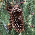 Best Pine Trees For Central Ohio