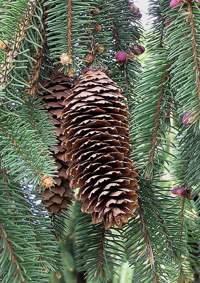 6 Best Pine Trees For Central Ohio