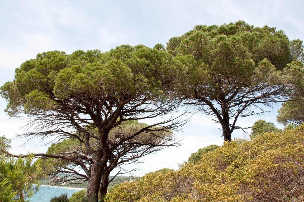 7 Best Pine Trees For Georgia