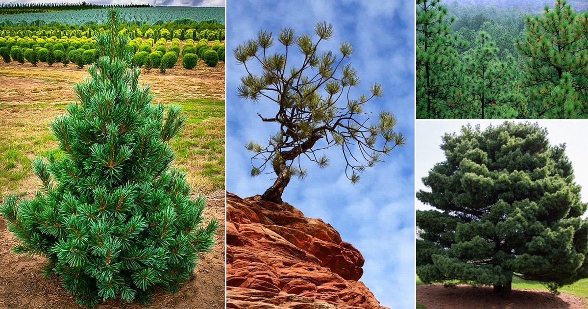 Best 5 Pine Trees For Houston