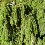 Best Pine Trees For Indiana
