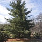 Best Pine Trees For Kentucky