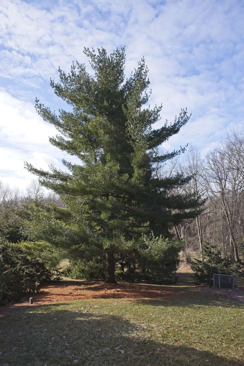 7 Best Pine Trees For Kentucky