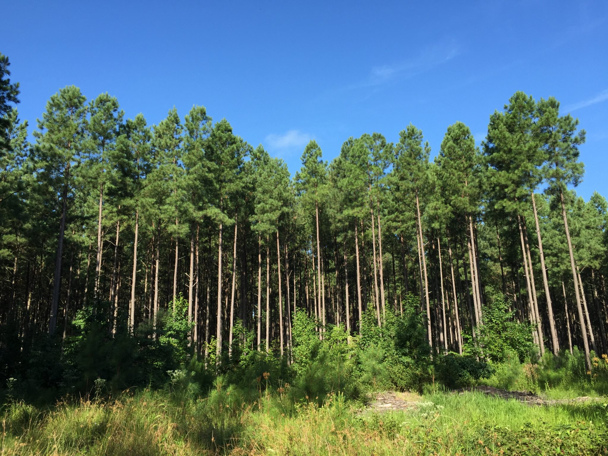 7 Best Pine Trees For Maryland