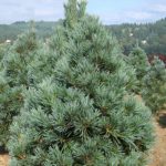 Best Pine Trees For Missouri