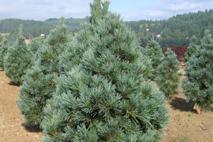 5 Best Pine Trees For Missouri