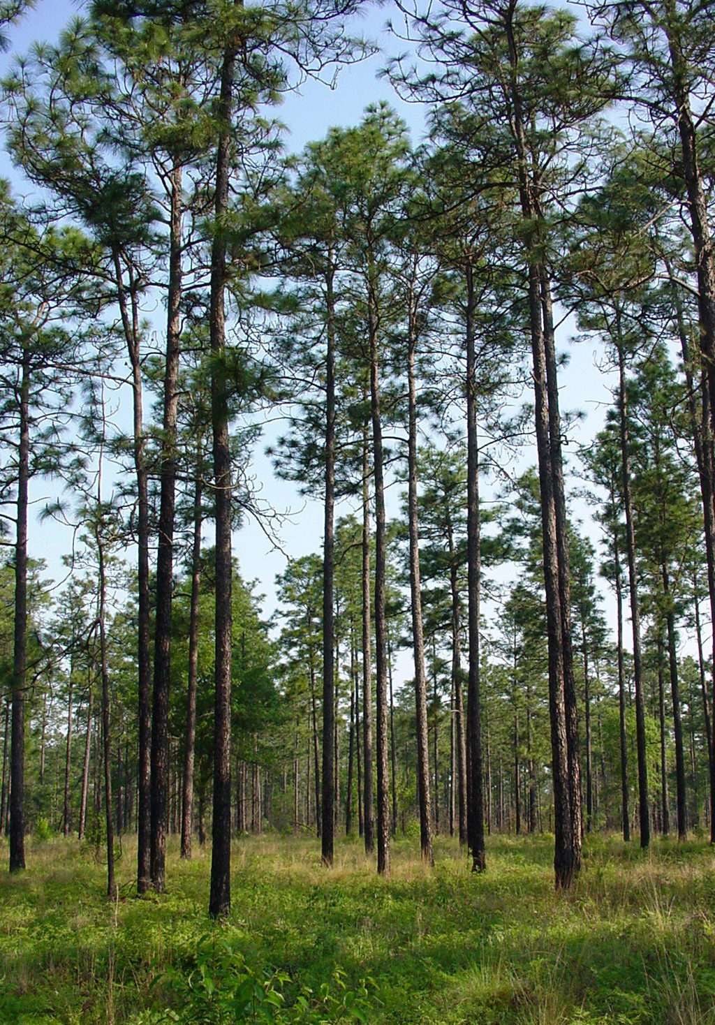 Best 5 Pine Trees For North Carolina
